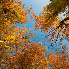 Image showing autumn colored tree top in fall season