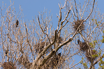 Image showing crows colony up in the trees