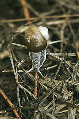 Image showing garden snail close up