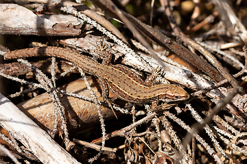 Image showing Lacerta vivipara basking in natural habitat