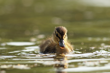 Image showing mallard duckling on water