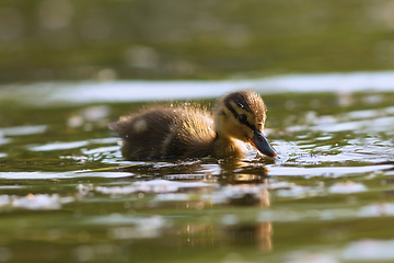 Image showing mallard duckling on water