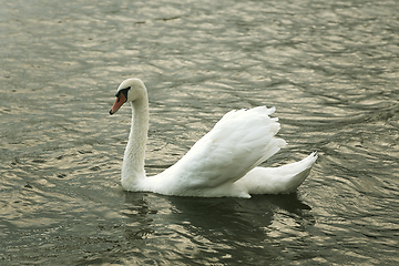 Image showing mute swan on water closeup