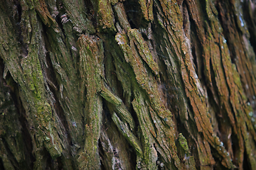 Image showing Bark Tree texture in nature