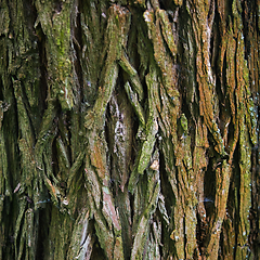 Image showing Bark Tree texture in nature