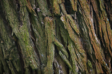 Image showing Bark Tree texture in nature