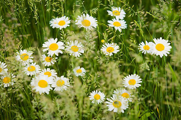 Image showing Chamomiles grow in dense thickets of a clover