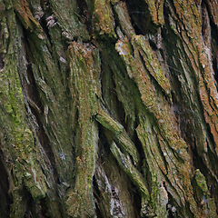 Image showing Bark Tree texture in nature