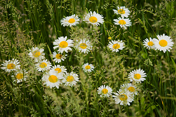 Image showing Chamomiles grow in dense thickets of a clover