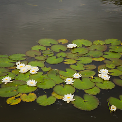 Image showing The white lotus flower on green leaf background