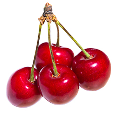 Image showing Four organic sweet cherries isolated on a white background