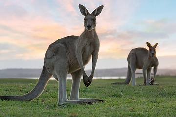 Image showing Eastern grey kangaroos in the dusk light