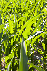 Image showing fresh green corn foliage