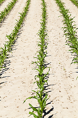 Image showing rows of green corn