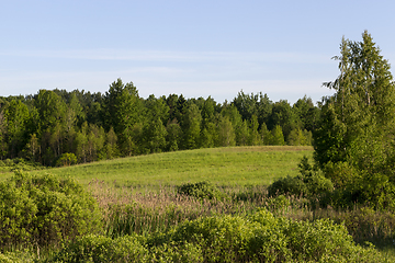 Image showing mixed forest and trees