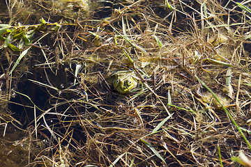 Image showing green frog floating in the water