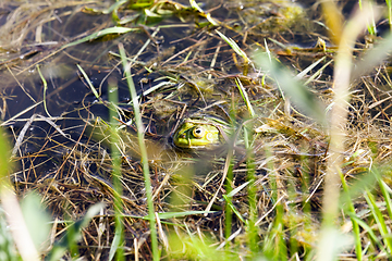 Image showing green frog floating in the water