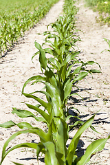 Image showing rows of green corn