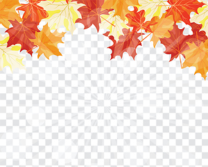 Image showing Maple leaves on transparency grid