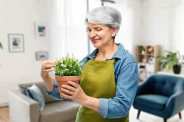 Image showing smiling senior woman in garden apron with flower