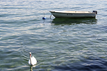 Image showing Swan