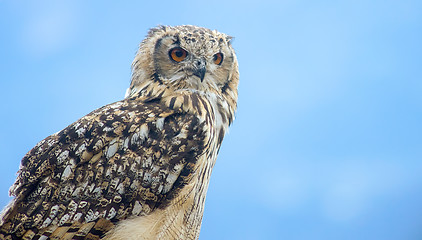 Image showing Eurasian eagle-owl (Bubo bubo)