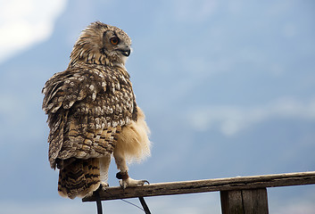 Image showing Eurasian eagle-owl (Bubo bubo)