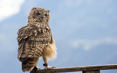 Image showing Eurasian eagle-owl (Bubo bubo)