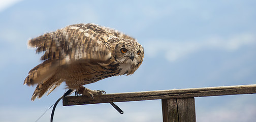 Image showing Eurasian eagle-owl (Bubo bubo)