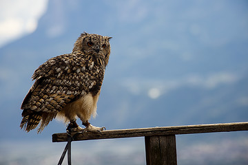 Image showing Eurasian eagle-owl (Bubo bubo)