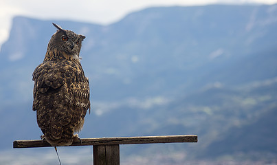 Image showing Eurasian eagle-owl (Bubo bubo)