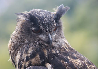 Image showing Eurasian eagle-owl (Bubo bubo)