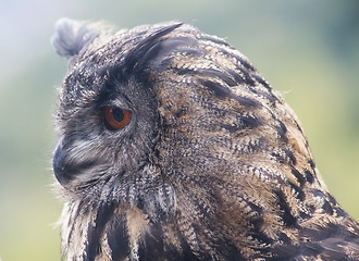 Image showing Eurasian eagle-owl (Bubo bubo)