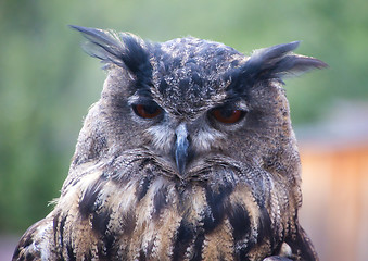 Image showing Eurasian eagle-owl (Bubo bubo)