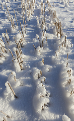 Image showing agricultural field in winter