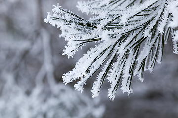 Image showing needles of pine