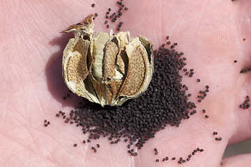 Image showing black ripe dry poppy seeds