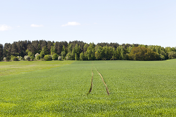 Image showing wheat yields