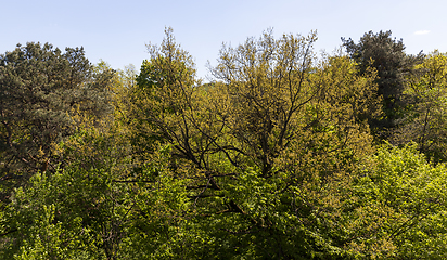 Image showing mixed trees in the forest