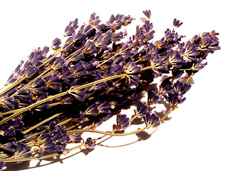 Image showing lavender