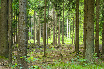 Image showing idyllic forest scenery