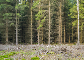 Image showing edge of a wood