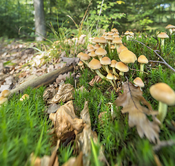 Image showing lots of mushrooms