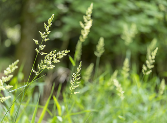 Image showing grass ear closeup