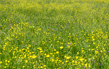 Image showing wildflower meadow closeup