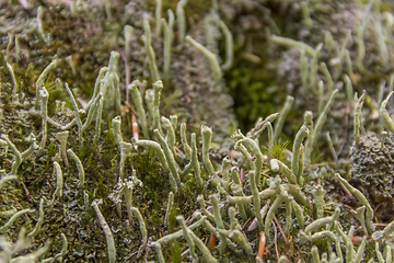 Image showing lichen vegetation closeup