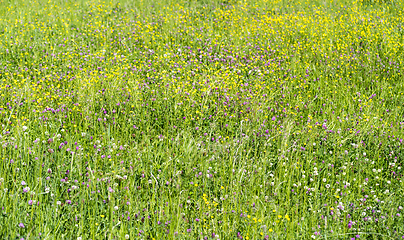 Image showing wildflowers at spring time