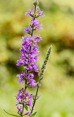 Image showing violet flower closeup