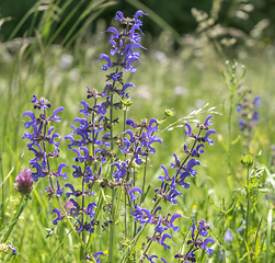 Image showing meadow clary flowers