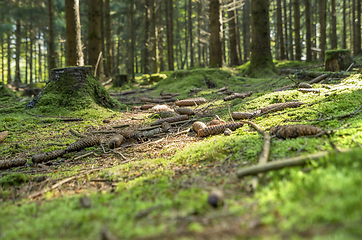 Image showing sunny forest scenery